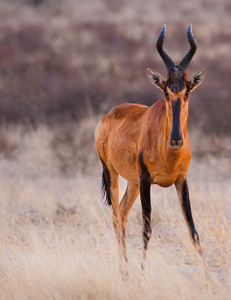 CONTACT US Dunelm Guestfarm