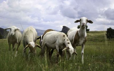 Introduce them to farm animals